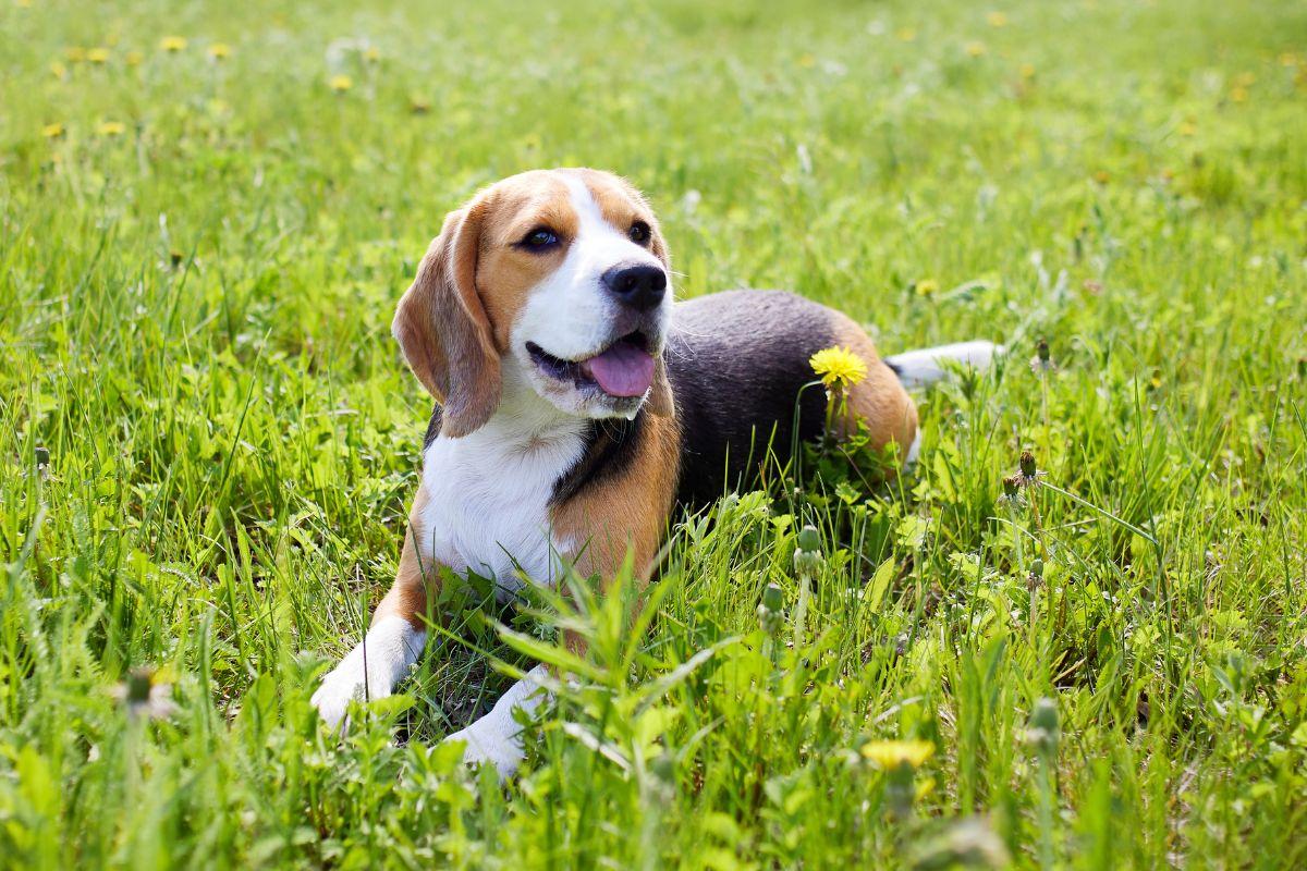 Beagle
