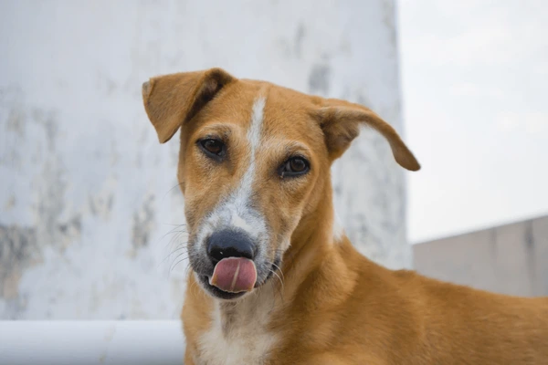 Indie / Mixed Breed
