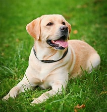 Labrador