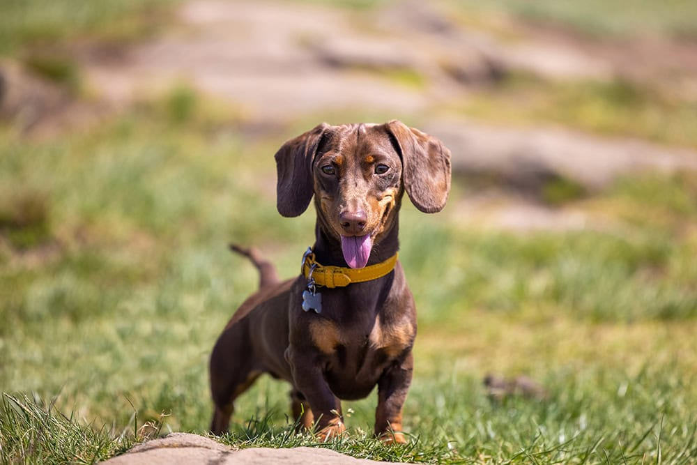 Dachshund