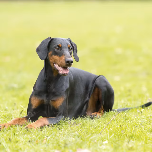 Doberman