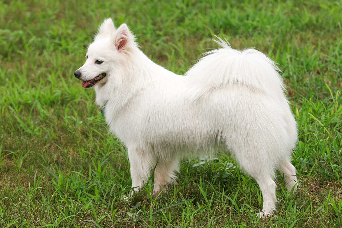 Indian Spitz