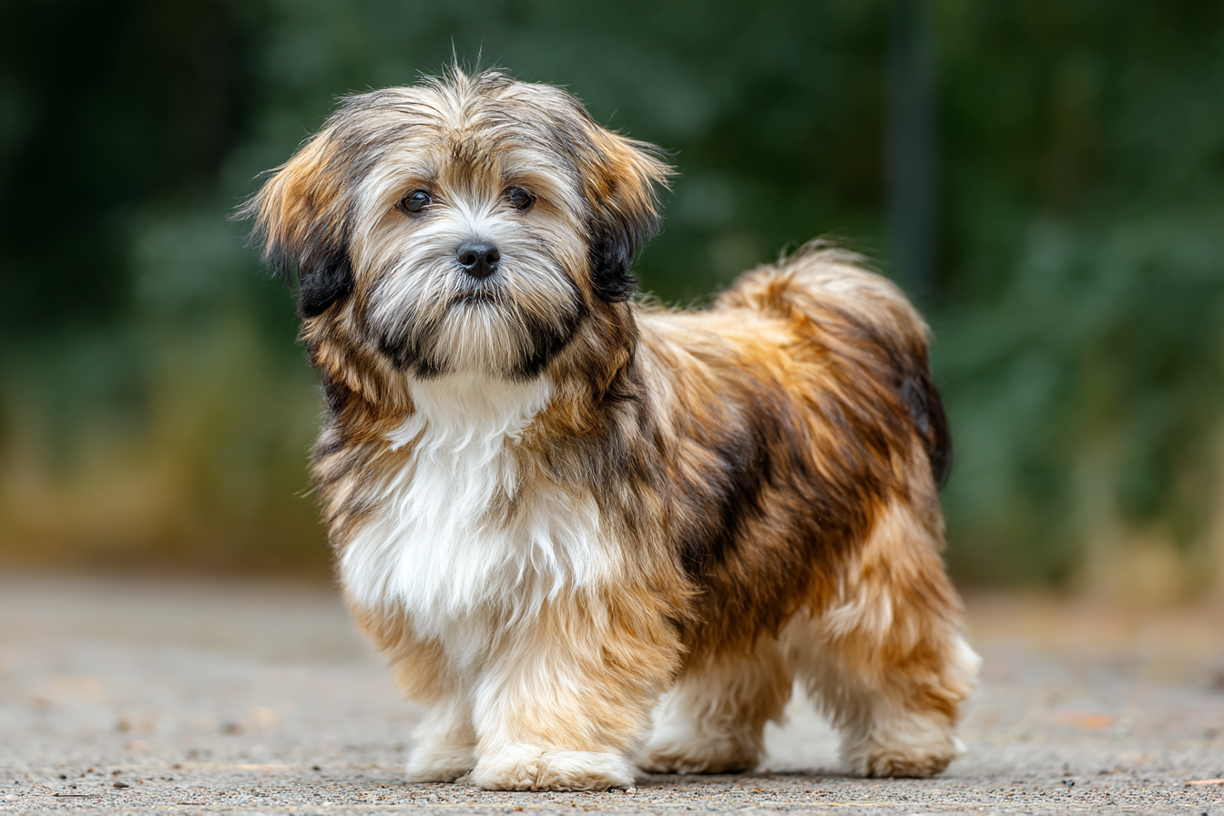 Lhasa Apso