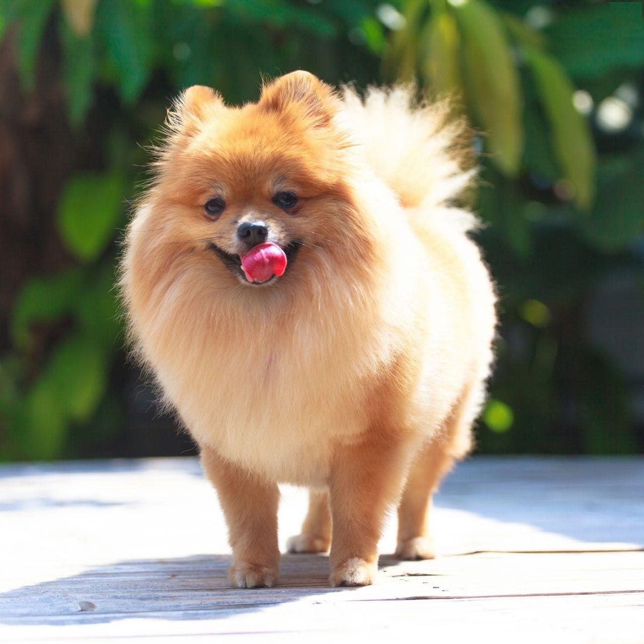 Pomeranian