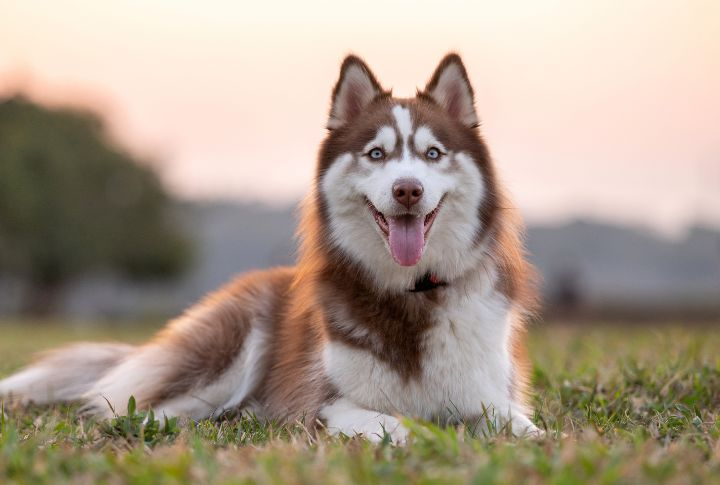 Siberian Husky