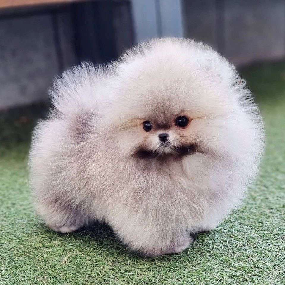 Toy Pomeranian